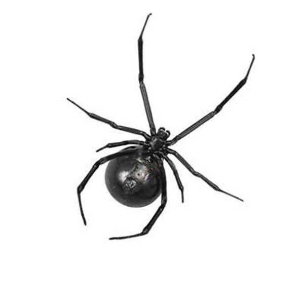 Black Widow Spider Exterminators Las Vegas Henderson Nevada