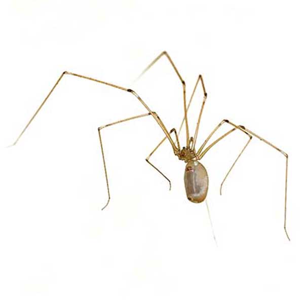 Daddylongleg Spiders - Control, Extermination, Removal