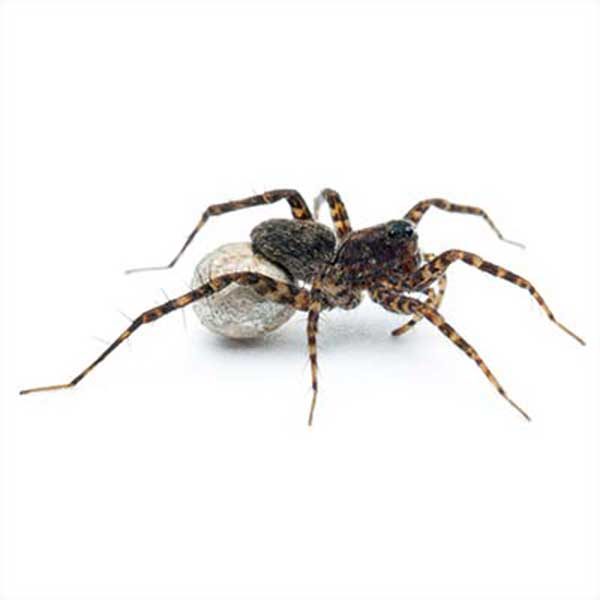 Sac Spider