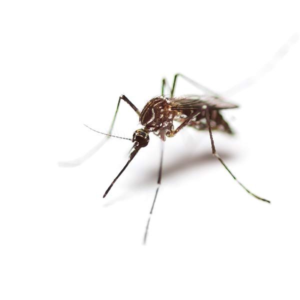 Mosquito