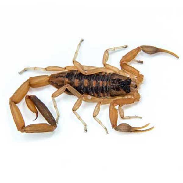 Bark Scorpion