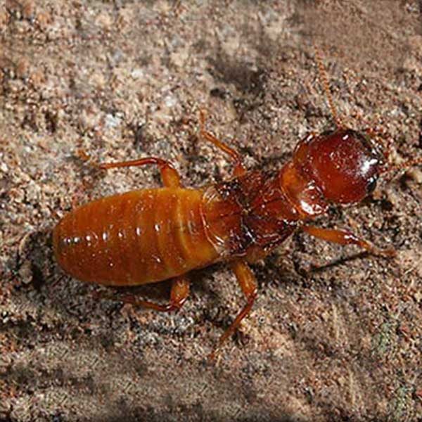 Desert Dampwood Termites