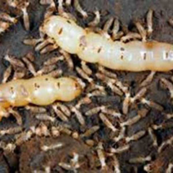 Nevada Dampwood Termites