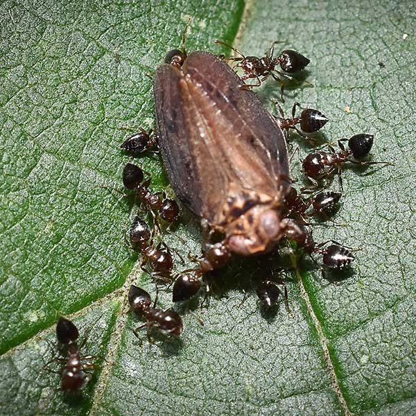 Acrobat Ants