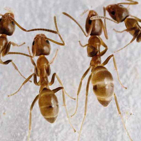 Argentine Ants