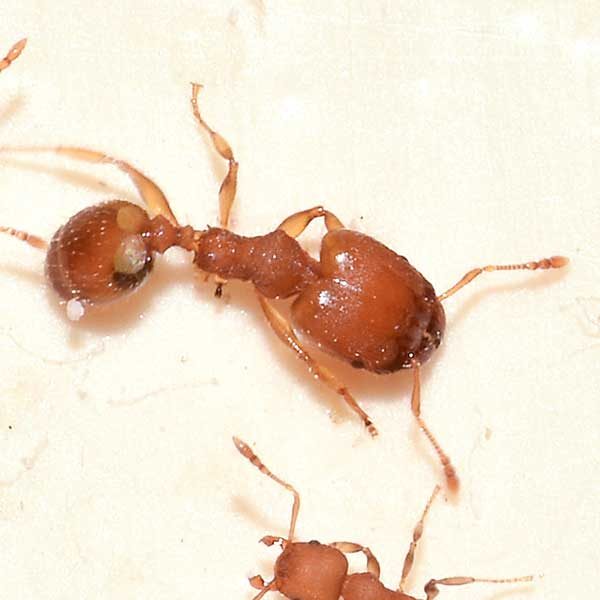 Big Headed Ants