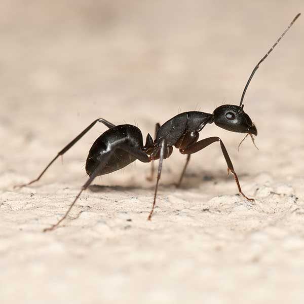 Carpenter Ants