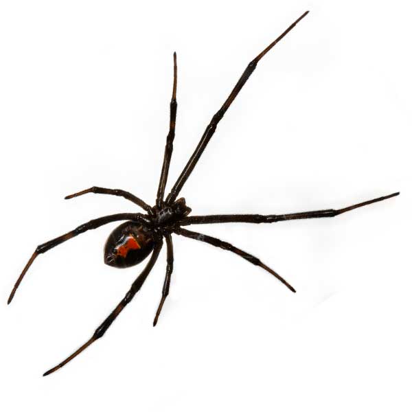 black widow spider