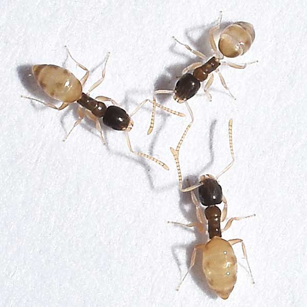 Ghost Ants
