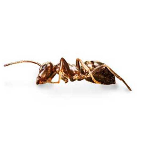 Pharaoh Ant