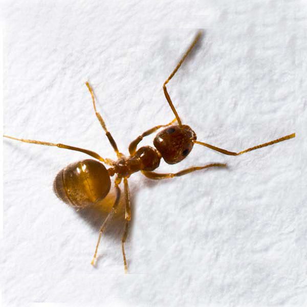Rasberry Crazy Ants (Tawny Crazy Ant)