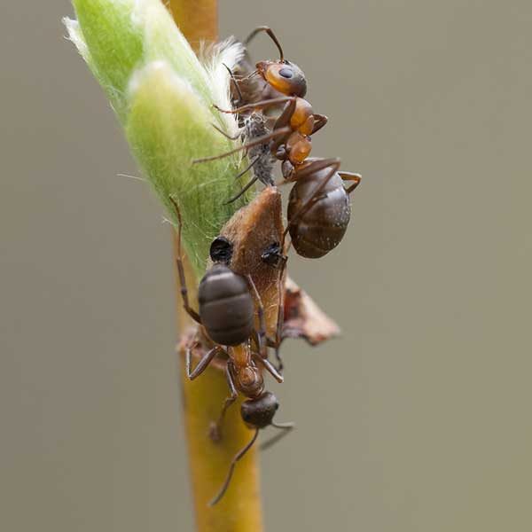 Velvety Tree Ants