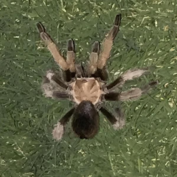 Desert Tarantula