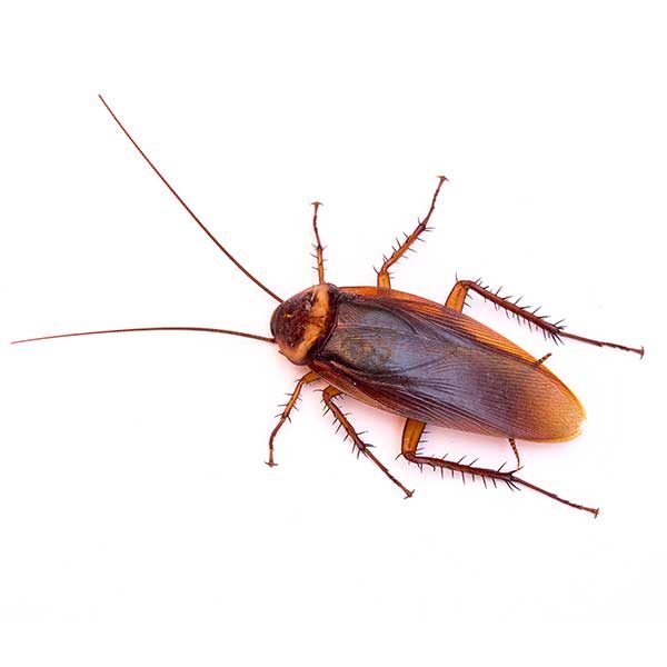 American Cockroach Exterminators in Las Vegas NV