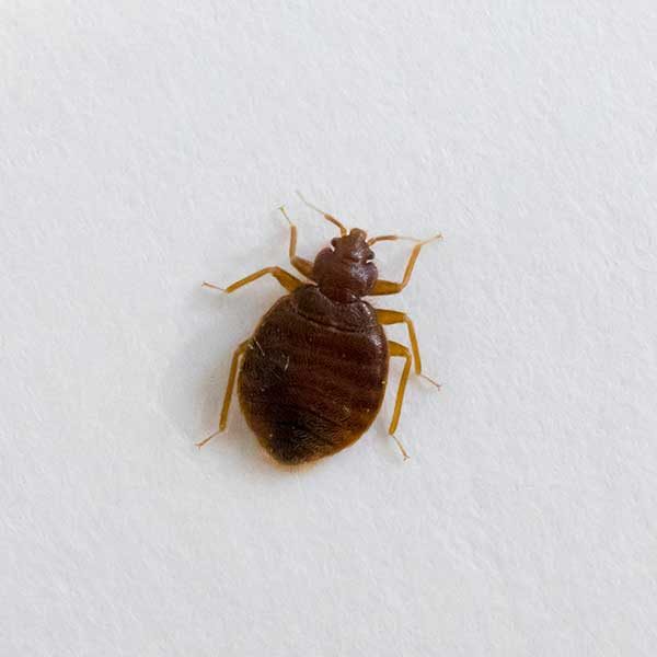 Bed Bugs - Las Vegas Exterminators