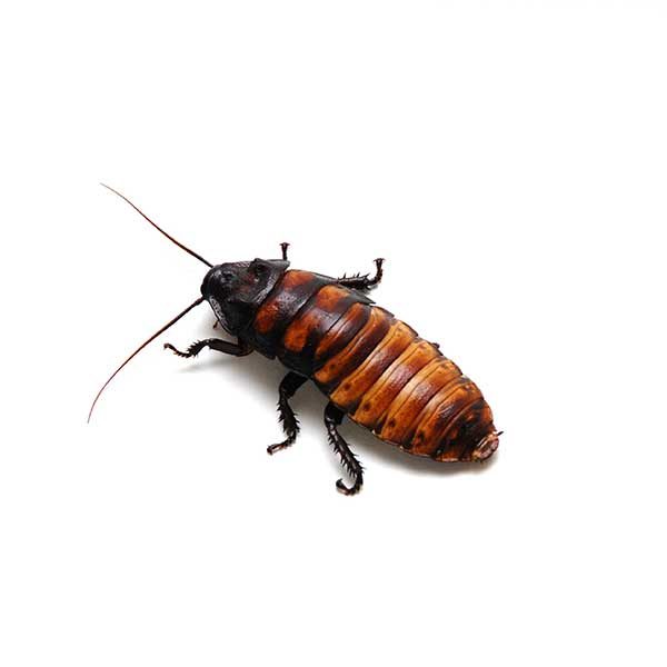 Brown Banded Cockroach Exterminators in Las Vegas NV