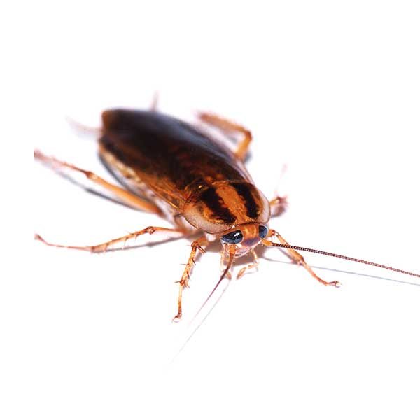 German Cockroach Exterminators in Las Vegas NV