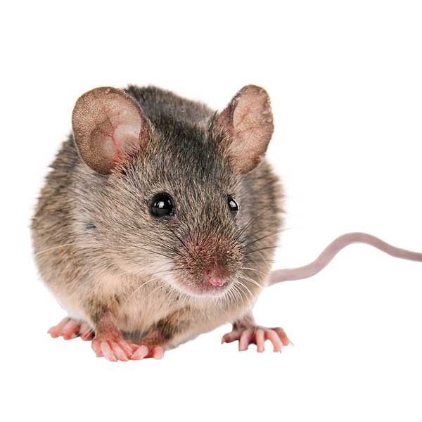 House Mouse Exterminator - Pest Control Inc in Las Vegas NV