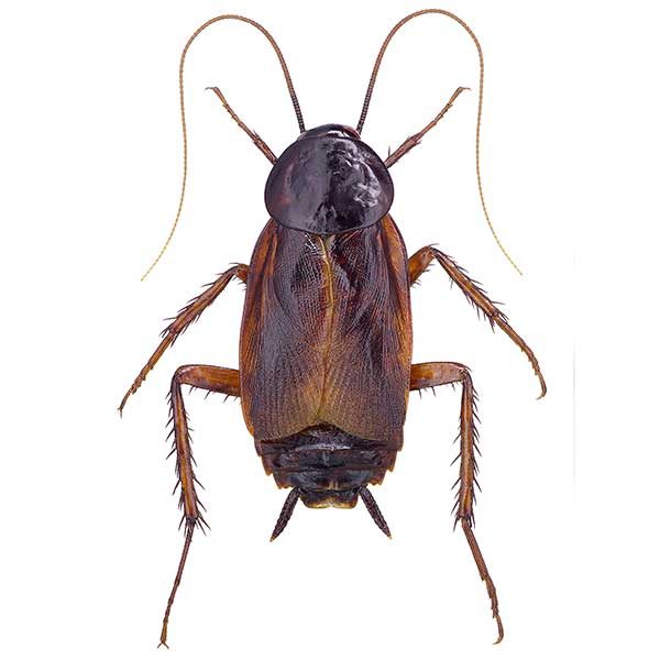 Oriental Cockroach Exterminators in Las Vegas NV