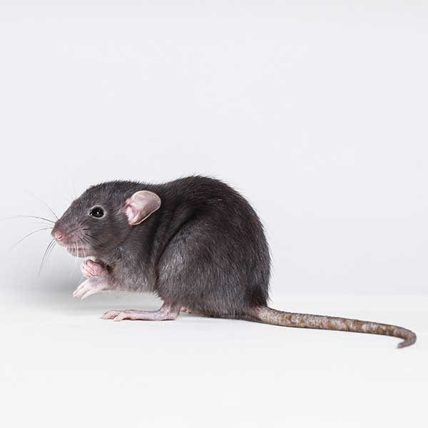 Roof Rat Exterminator - Pest Control Inc in Las Vegas NV
