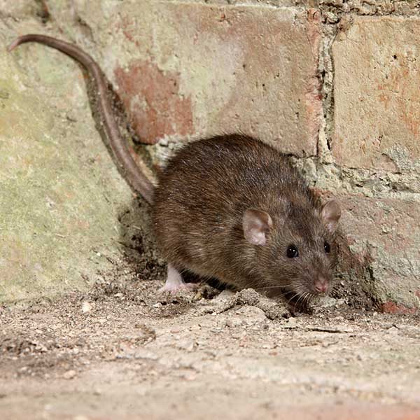 Norway Rat Exterminator - Pest Control Inc in Las Vegas NV