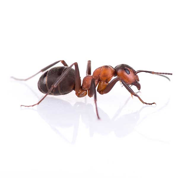 Pest Identification Pest Control and Prevention Pest Control Inc in