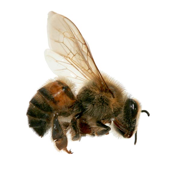 Africanized honey bees removal control las vegas nevada