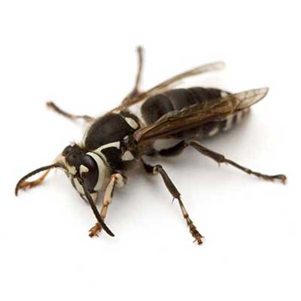 Bald-faced Hornets