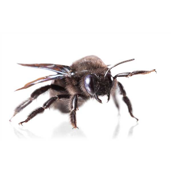 Carpenter Bees