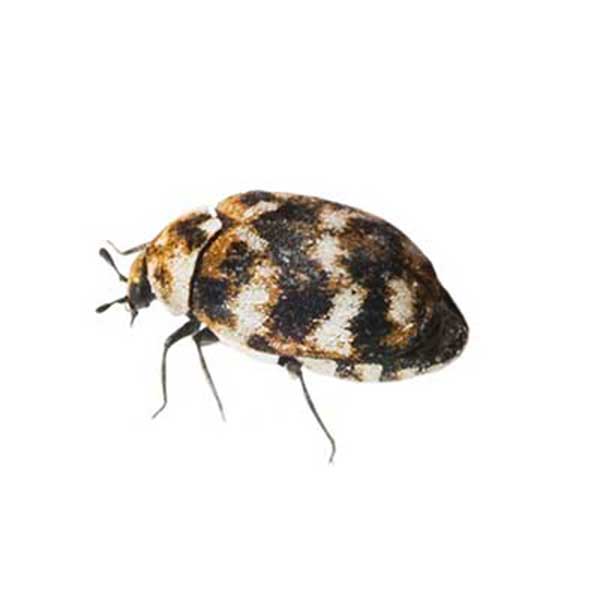 Carpet Beetles Exterminators Removal Las Vegas Henderson Nevada