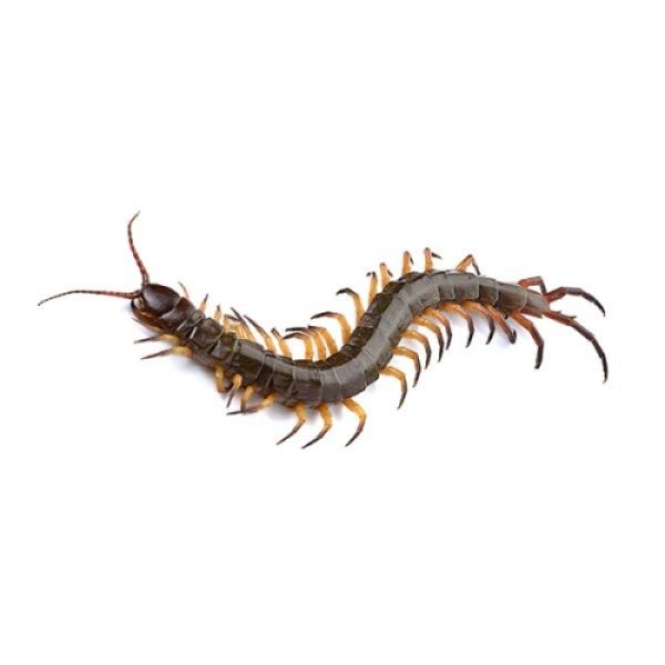 Centipedes