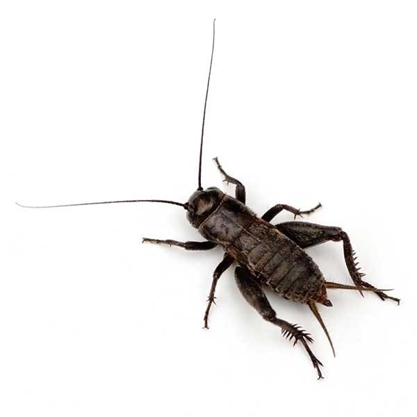 Crickets