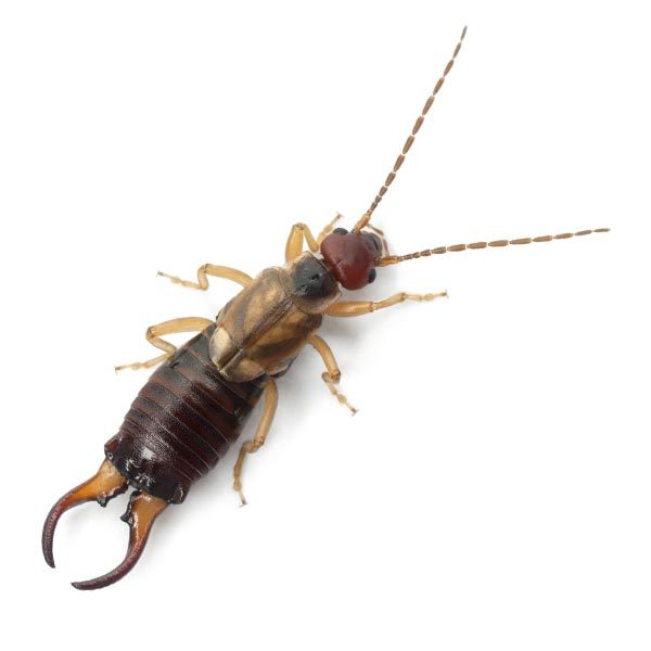 Earwigs