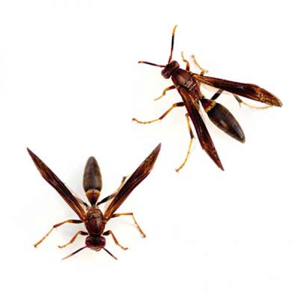 Paper Wasps