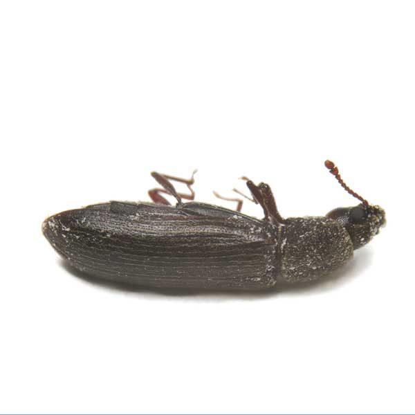 Powderpost Beetles