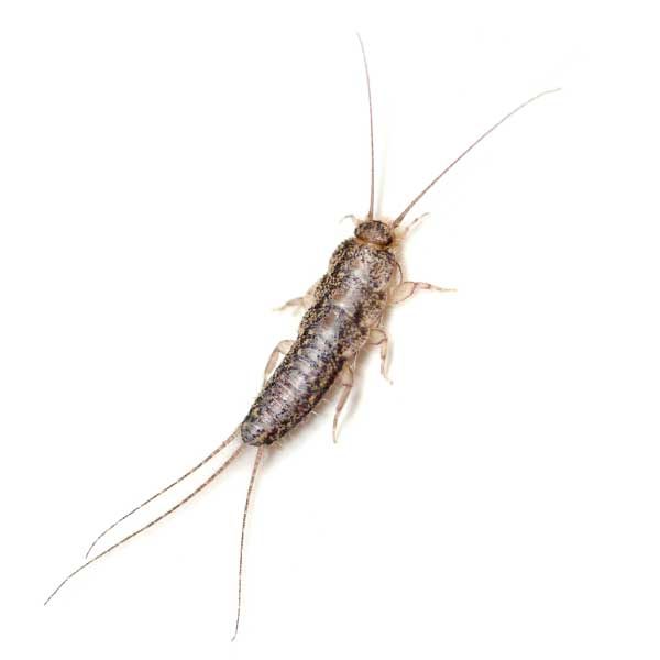 Silverfish