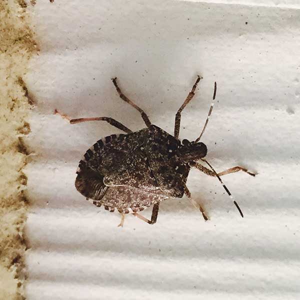 Stink Bugs