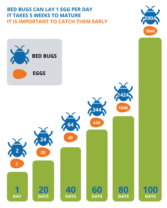 Bed Bug Population Growth Chart