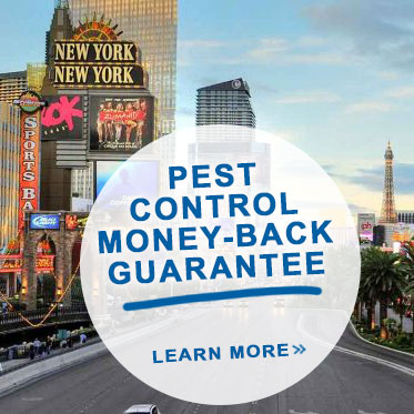 Pest Control Inc offers a money-back guarantee on pest control and extermination services in Las Vegas NV