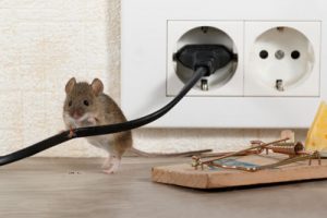 Are rodents dangerous? Pest Control Inc rodent extermination in Las Vegas NV.