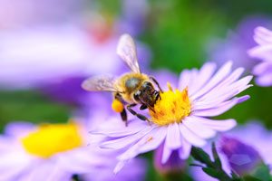 Pest Control Inc provides bee removal services, and answers common questions about bees. Serving Las Vegas NV.