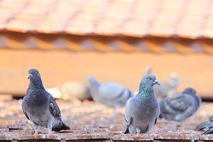 Pigeon Control and Removal in Las Vegas NV