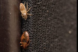 Two bed bugs on furniture. Pest Control Inc. talks about ways bed bugs can hitch a ride into your Las Vegas home and what you can do about it.