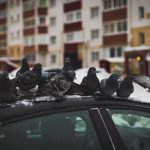 Flock of pigeons on a car. Pest Control Inc talks about the damage pigeons can cause to homeowners in the Las Vegas area.