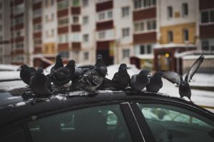 Flock of pigeons on a car. Pest Control Inc talks about the damage pigeons can cause to homeowners in the Las Vegas area.