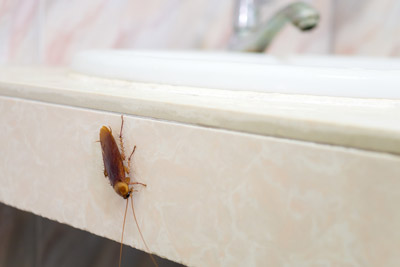 Cockroach on side of bathroom sink. Pest Control Inc. offers cockroach prevention tips to homeowners in the Las Vegas area.