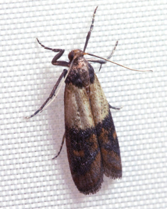 Indianmeal Moth. Pest Control Inc. talks about what pantry pests are and how to help prevent a pantry pest infestation in your Las Vegas NV home.