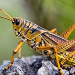 Orange grasshopper on a rock. Pest Control Inc talks about how grasshoppers survive winter in Las Vegas NV.