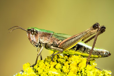 Green grasshopper on a plant. Pest Control Inc talks about how grasshoppers survive winter in Las Vegas NV.