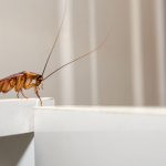 Pest Control Inc. offers cockroach prevention tips to homeowners in the Las Vegas area.